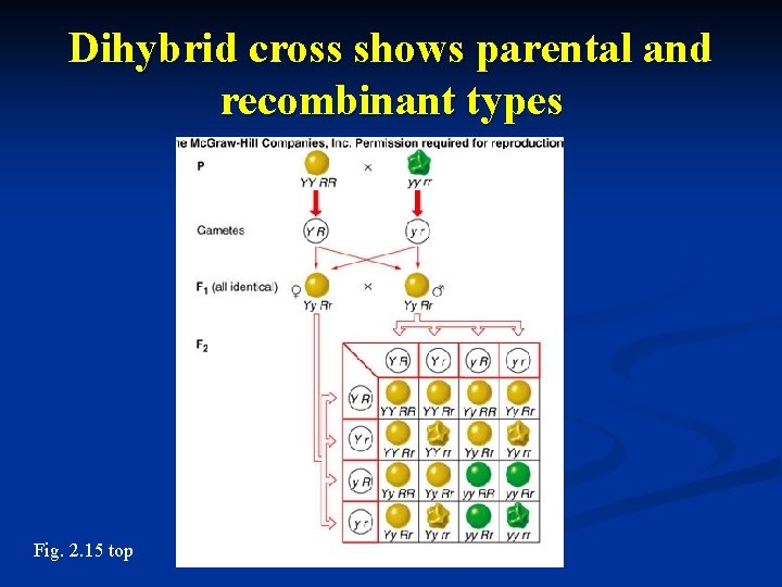 Dihybrid cross shows parental and recombinant types Fig. 2. 15 top 