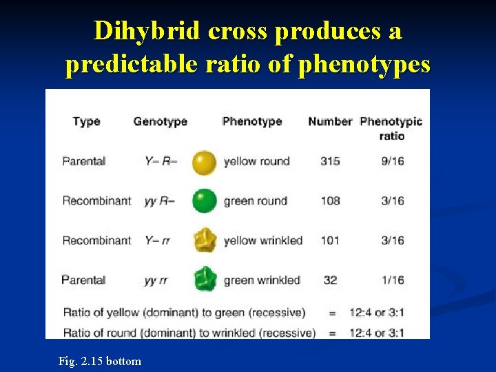 Dihybrid cross produces a predictable ratio of phenotypes Fig. 2. 15 bottom 