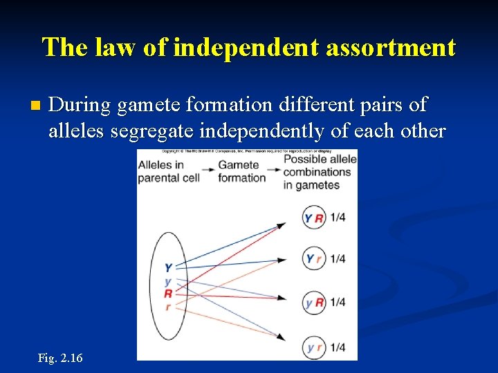 The law of independent assortment n During gamete formation different pairs of alleles segregate