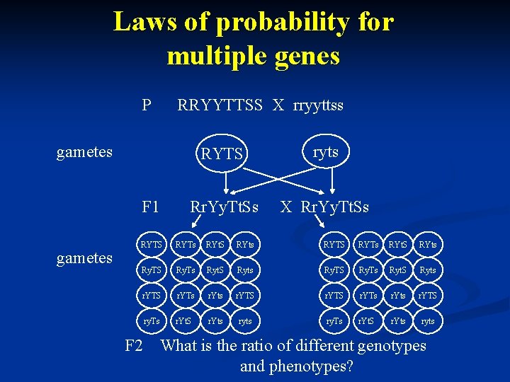 Laws of probability for multiple genes P RRYYTTSS X rryyttss RYTS ryts Rr. Yy.