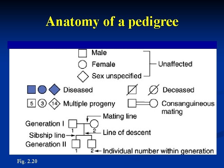 Anatomy of a pedigree Fig. 2. 20 