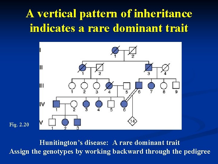 A vertical pattern of inheritance indicates a rare dominant trait Fig. 2. 20 Hunitington’s