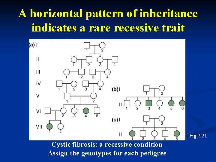 A horizontal pattern of inheritance indicates a rare recessive trait Fig. 2. 21 Cystic