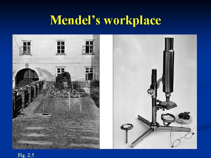 Mendel’s workplace Fig. 2. 5 