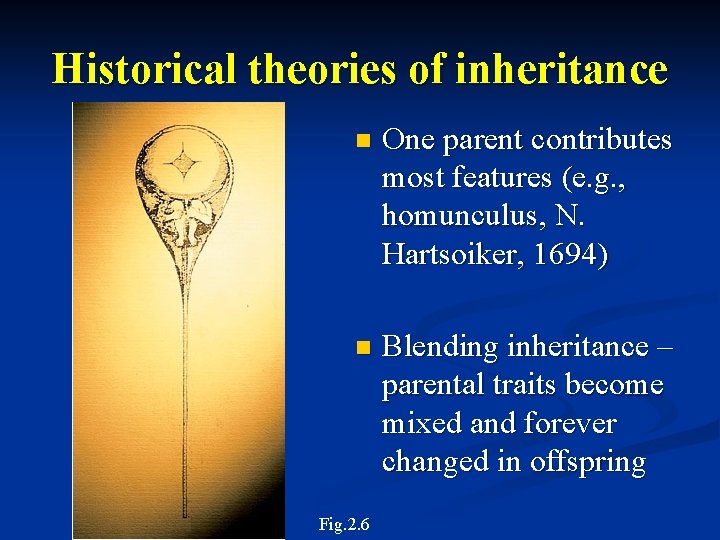 Historical theories of inheritance n One parent contributes most features (e. g. , homunculus,