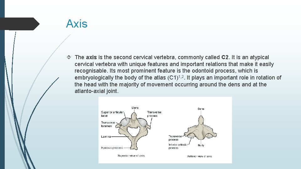 Axis The axis is the second cervical vertebra, commonly called C 2. It is