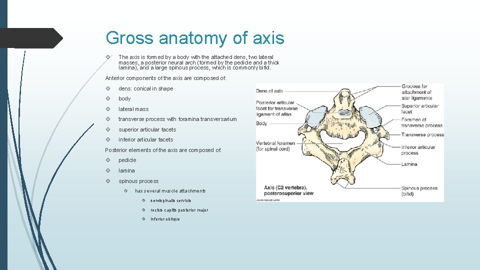 Gross anatomy of axis The axis is formed by a body with the attached