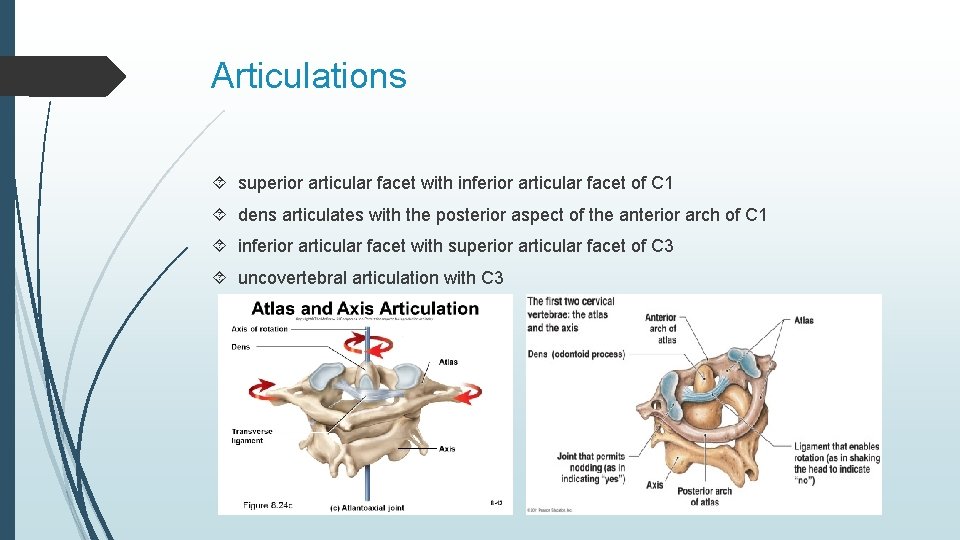 Articulations superior articular facet with inferior articular facet of C 1 dens articulates with