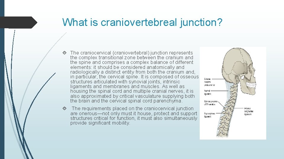 What is craniovertebreal junction? The craniocervical (craniovertebral) junction represents the complex transitional zone between