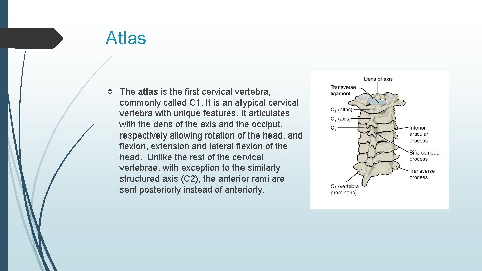 Atlas The atlas is the first cervical vertebra, commonly called C 1. It is