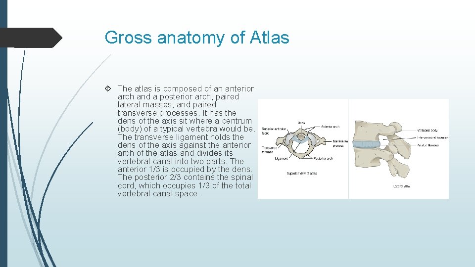 Gross anatomy of Atlas The atlas is composed of an anterior arch and a