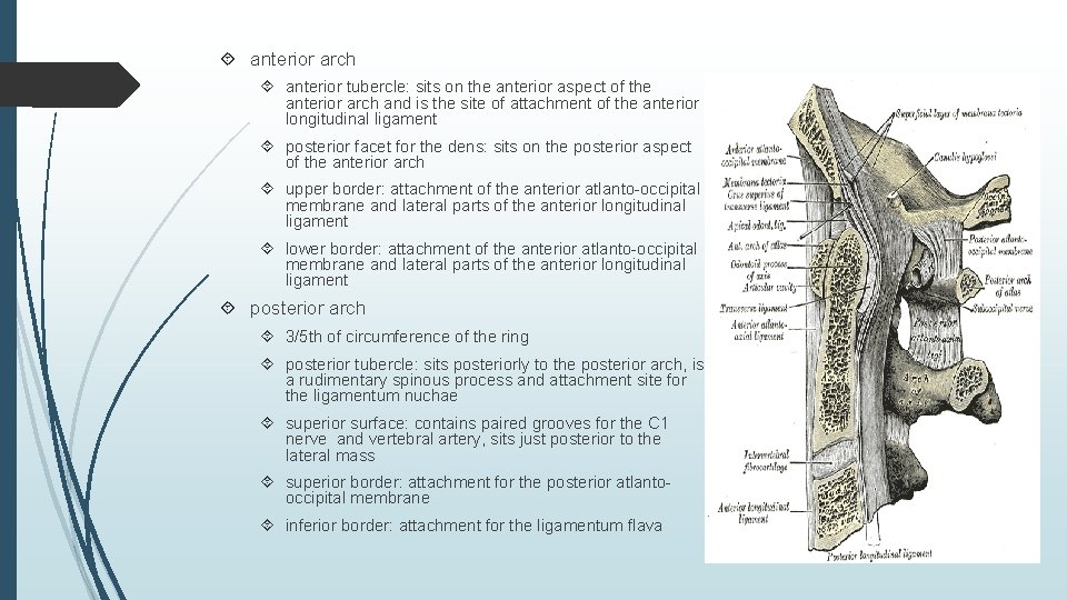  anterior arch anterior tubercle: sits on the anterior aspect of the anterior arch