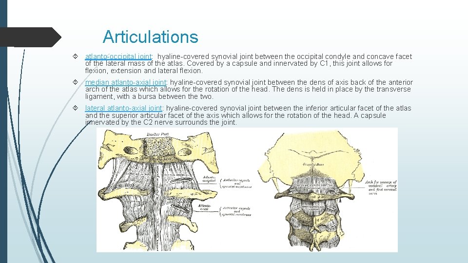 Articulations atlanto-occipital joint: hyaline-covered synovial joint between the occipital condyle and concave facet of