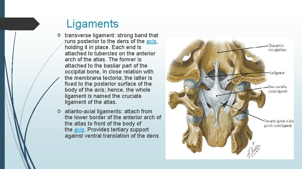 Ligaments transverse ligament: strong band that runs posterior to the dens of the axis,