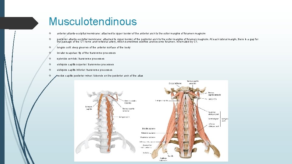 Musculotendinous anterior atlanto-occipital membrane: attached to upper border of the anterior arch to the