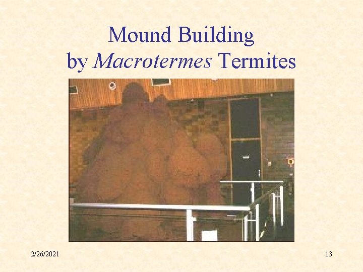 Mound Building by Macrotermes Termites 2/26/2021 13 