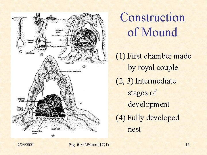 Construction of Mound (1) First chamber made by royal couple (2, 3) Intermediate stages