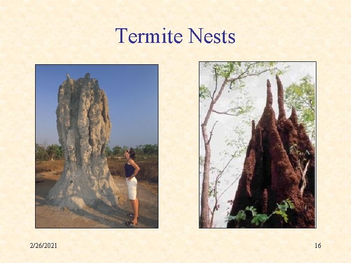 Termite Nests 2/26/2021 16 