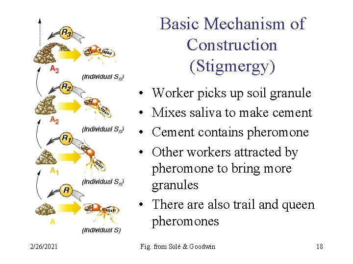 Basic Mechanism of Construction (Stigmergy) • • Worker picks up soil granule Mixes saliva