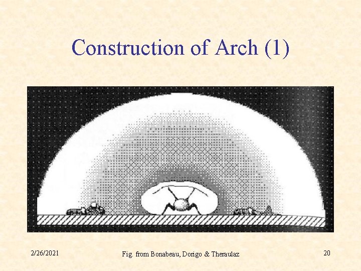 Construction of Arch (1) 2/26/2021 Fig. from Bonabeau, Dorigo & Theraulaz 20 