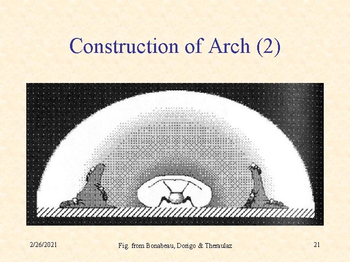Construction of Arch (2) 2/26/2021 Fig. from Bonabeau, Dorigo & Theraulaz 21 