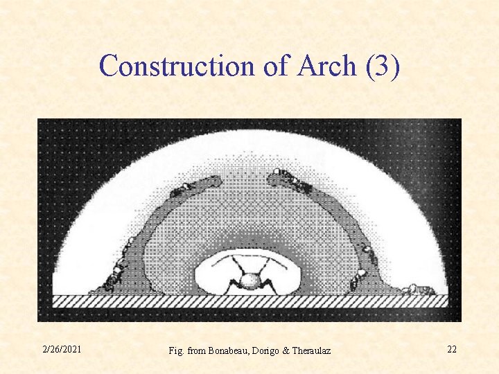 Construction of Arch (3) 2/26/2021 Fig. from Bonabeau, Dorigo & Theraulaz 22 