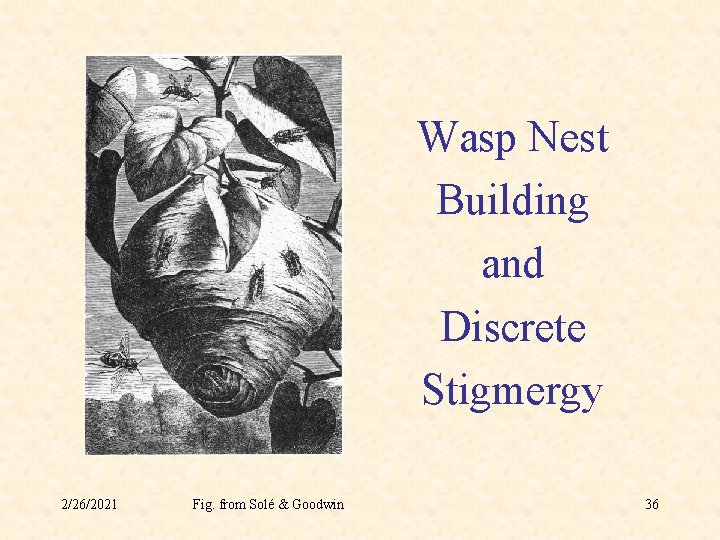 Wasp Nest Building and Discrete Stigmergy 2/26/2021 Fig. from Solé & Goodwin 36 