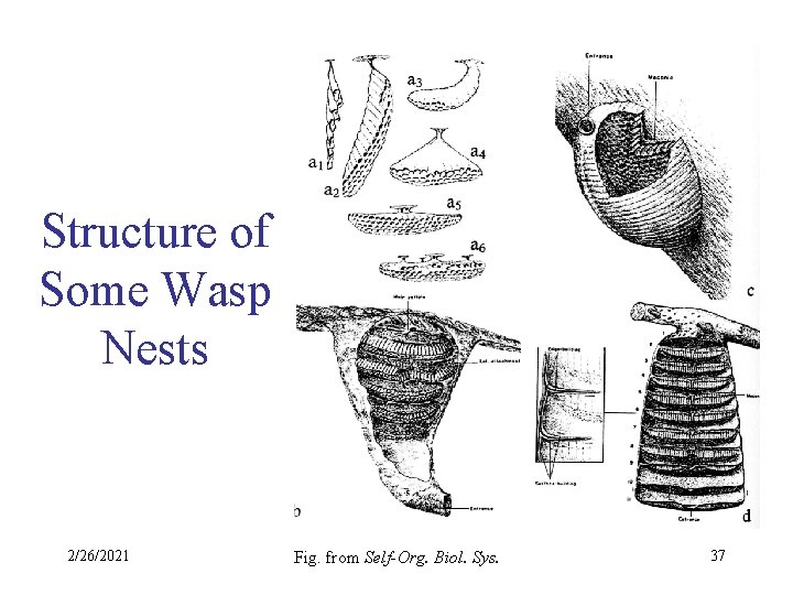 Structure of Some Wasp Nests 2/26/2021 Fig. from Self-Org. Biol. Sys. 37 