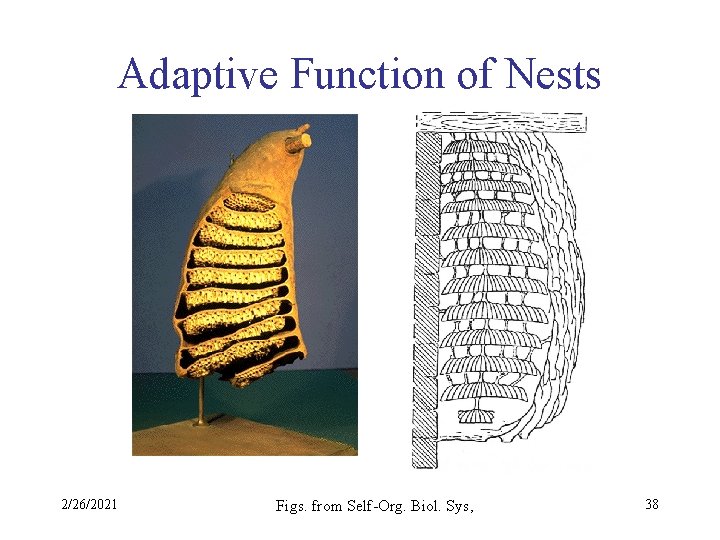 Adaptive Function of Nests 2/26/2021 Figs. from Self-Org. Biol. Sys, 38 