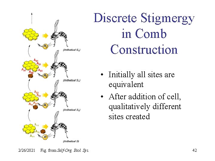 Discrete Stigmergy in Comb Construction • Initially all sites are equivalent • After addition