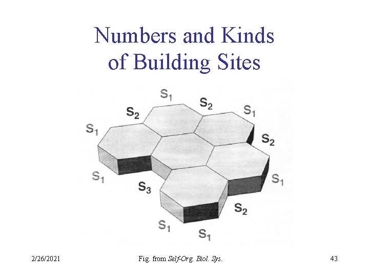 Numbers and Kinds of Building Sites 2/26/2021 Fig. from Self-Org. Biol. Sys. 43 