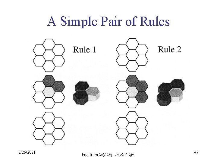 A Simple Pair of Rules 2/26/2021 Fig. from Self-Org. in Biol. Sys. 49 