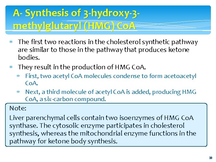 A- Synthesis of 3 -hydroxy-3 methylglutaryl (HMG) Co. A The first two reactions in