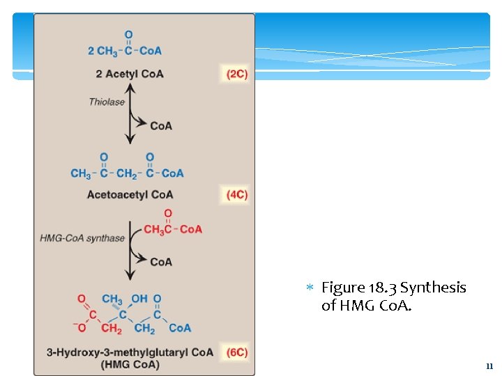  Figure 18. 3 Synthesis of HMG Co. A. 11 