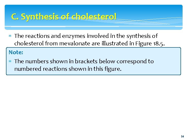 C. Synthesis of cholesterol The reactions and enzymes involved in the synthesis of cholesterol