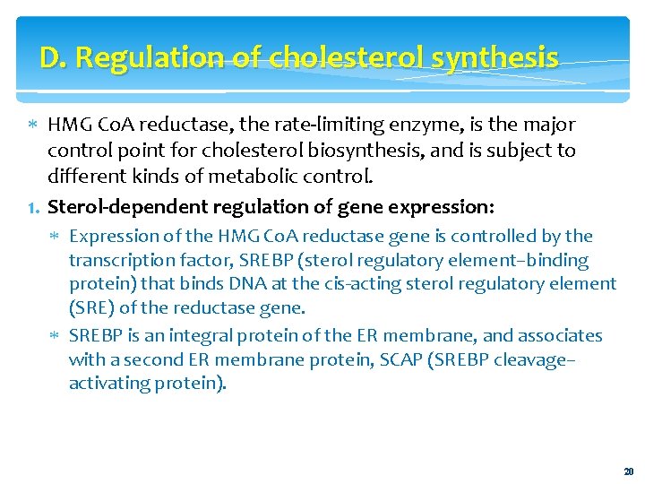 D. Regulation of cholesterol synthesis HMG Co. A reductase, the rate-limiting enzyme, is the
