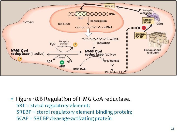  Figure 18. 6 Regulation of HMG Co. A reductase. SRE = sterol regulatory