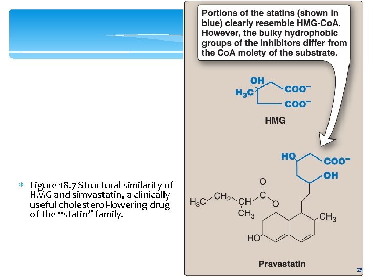  Figure 18. 7 Structural similarity of HMG and simvastatin, a clinically useful cholesterol-lowering