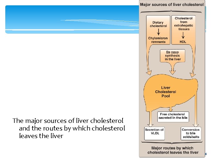 The major sources of liver cholesterol and the routes by which cholesterol leaves the