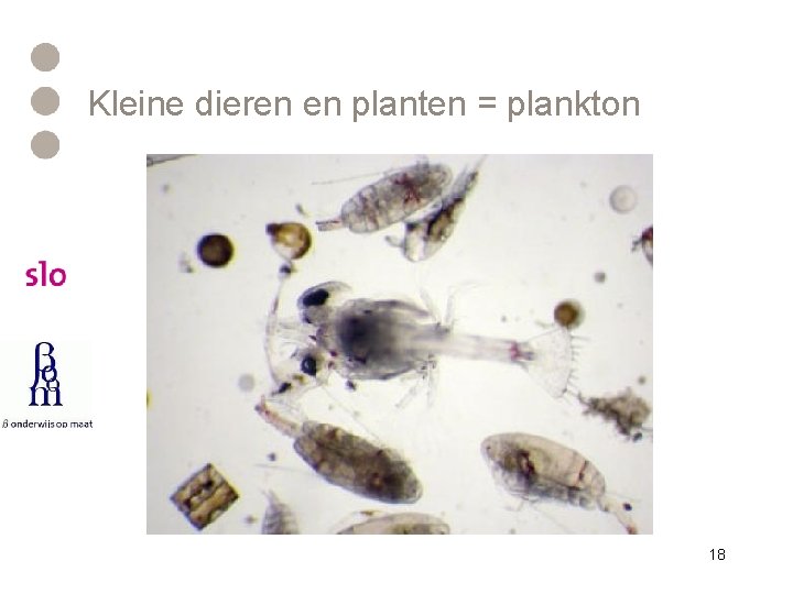 Kleine dieren en planten = plankton 18 