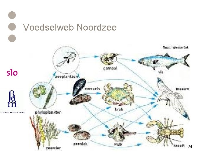 Voedselweb Noordzee 24 