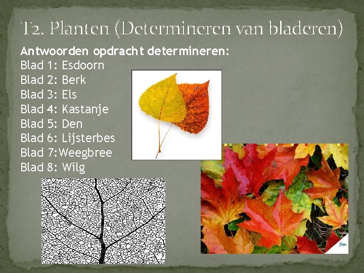 T 2. Planten (Determineren van bladeren) Antwoorden opdracht determineren: Blad 1: Esdoorn Blad 2: