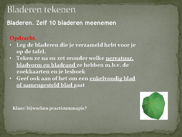 Bladeren tekenen Bladeren. Zelf 10 bladeren meenemen Opdracht. • Leg de bladeren die je