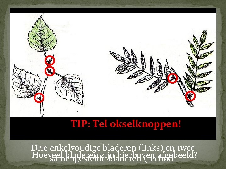 TIP: Tel okselknoppen! Drie enkelvoudige bladeren (links) en twee Hoeveel bladeren zijn hierboven afgebeeld?