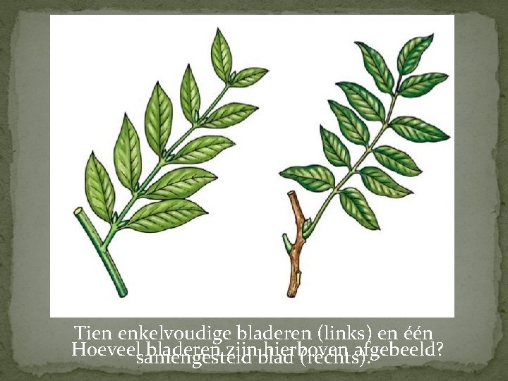 Tien enkelvoudige bladeren (links) en één Hoeveelsamengesteld bladeren zijnblad hierboven afgebeeld? (rechts). 