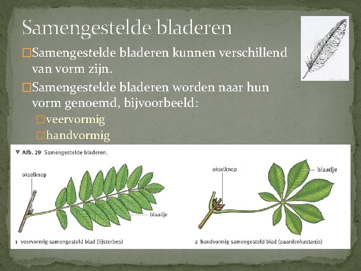 Samengestelde bladeren �Samengestelde bladeren kunnen verschillend van vorm zijn. �Samengestelde bladeren worden naar hun