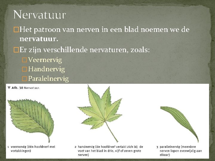 Nervatuur �Het patroon van nerven in een blad noemen we de nervatuur. �Er zijn