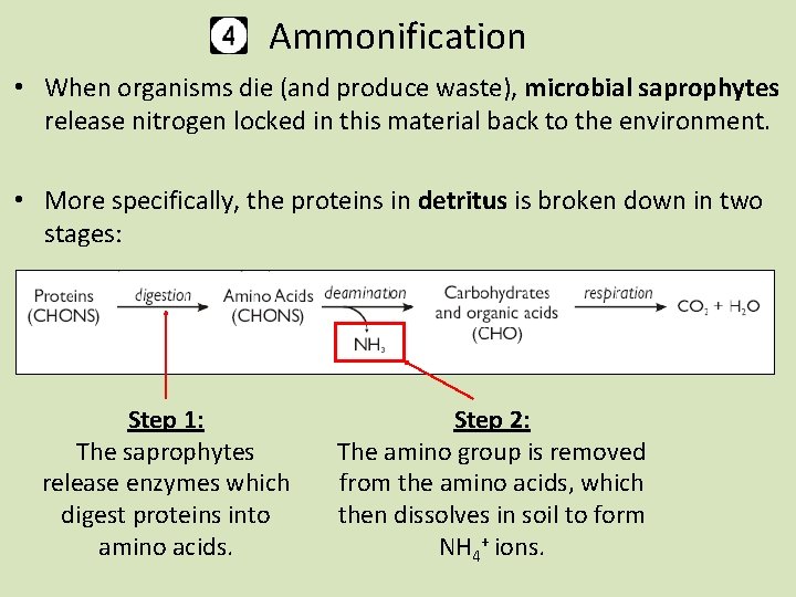 Ammonification • When organisms die (and produce waste), microbial saprophytes release nitrogen locked in