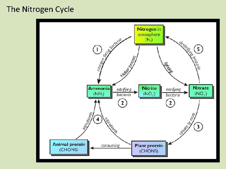 The Nitrogen Cycle 