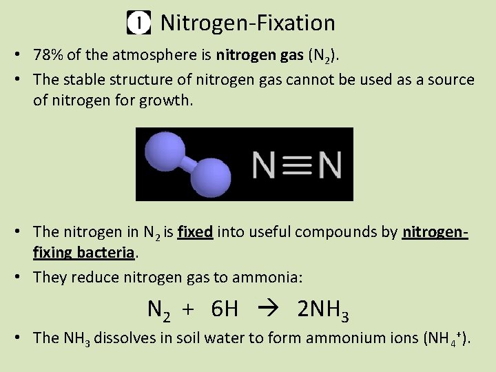 Nitrogen-Fixation • 78% of the atmosphere is nitrogen gas (N 2). • The stable
